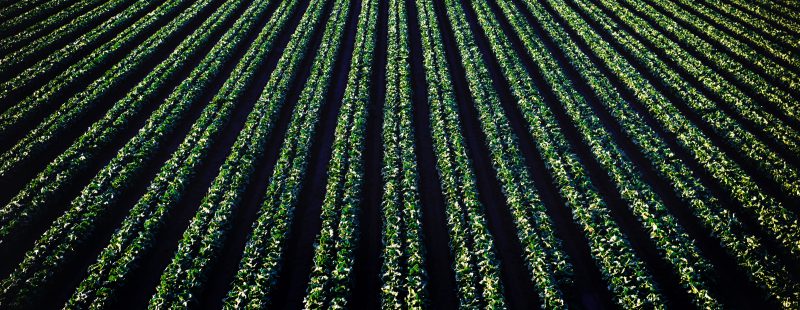 Agriculture Fields